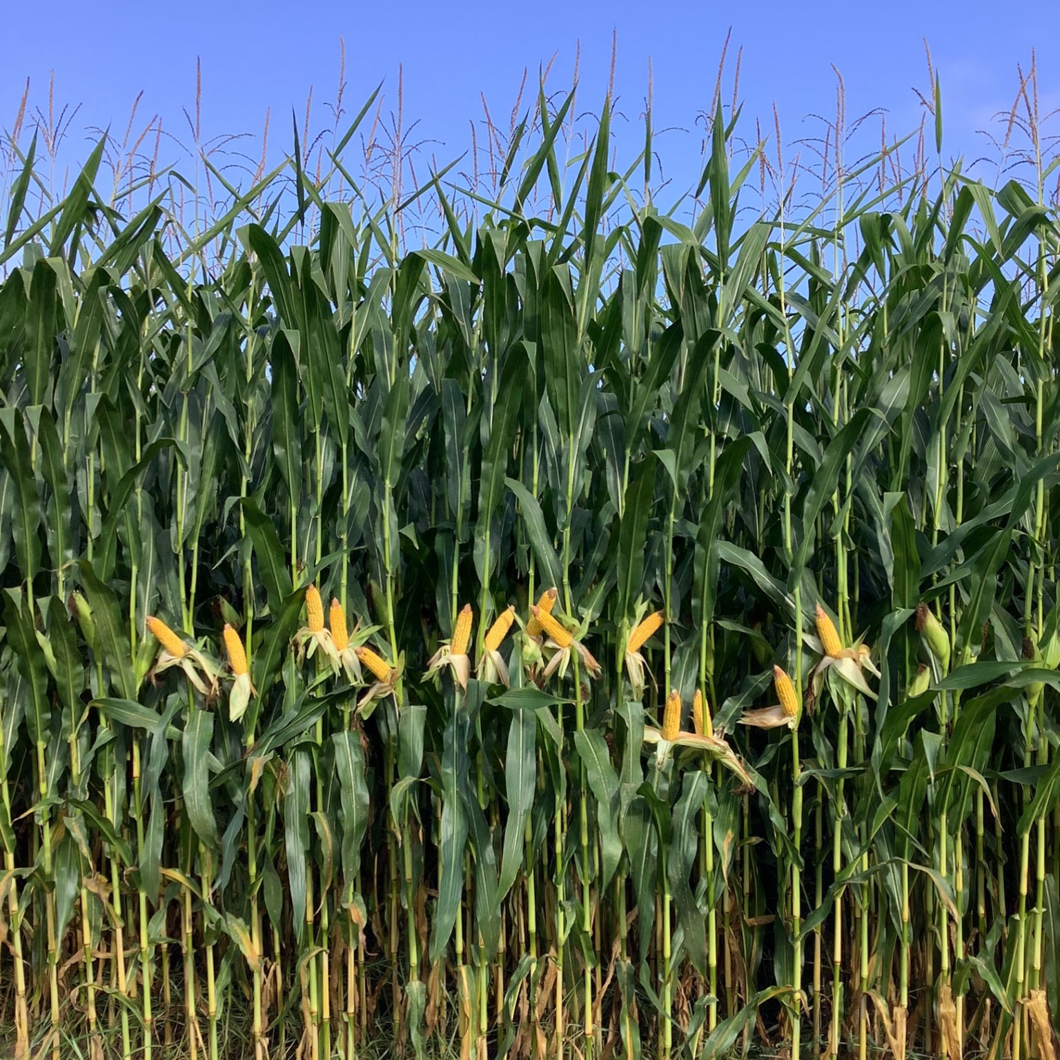 Whatcom County Corn Plot Day