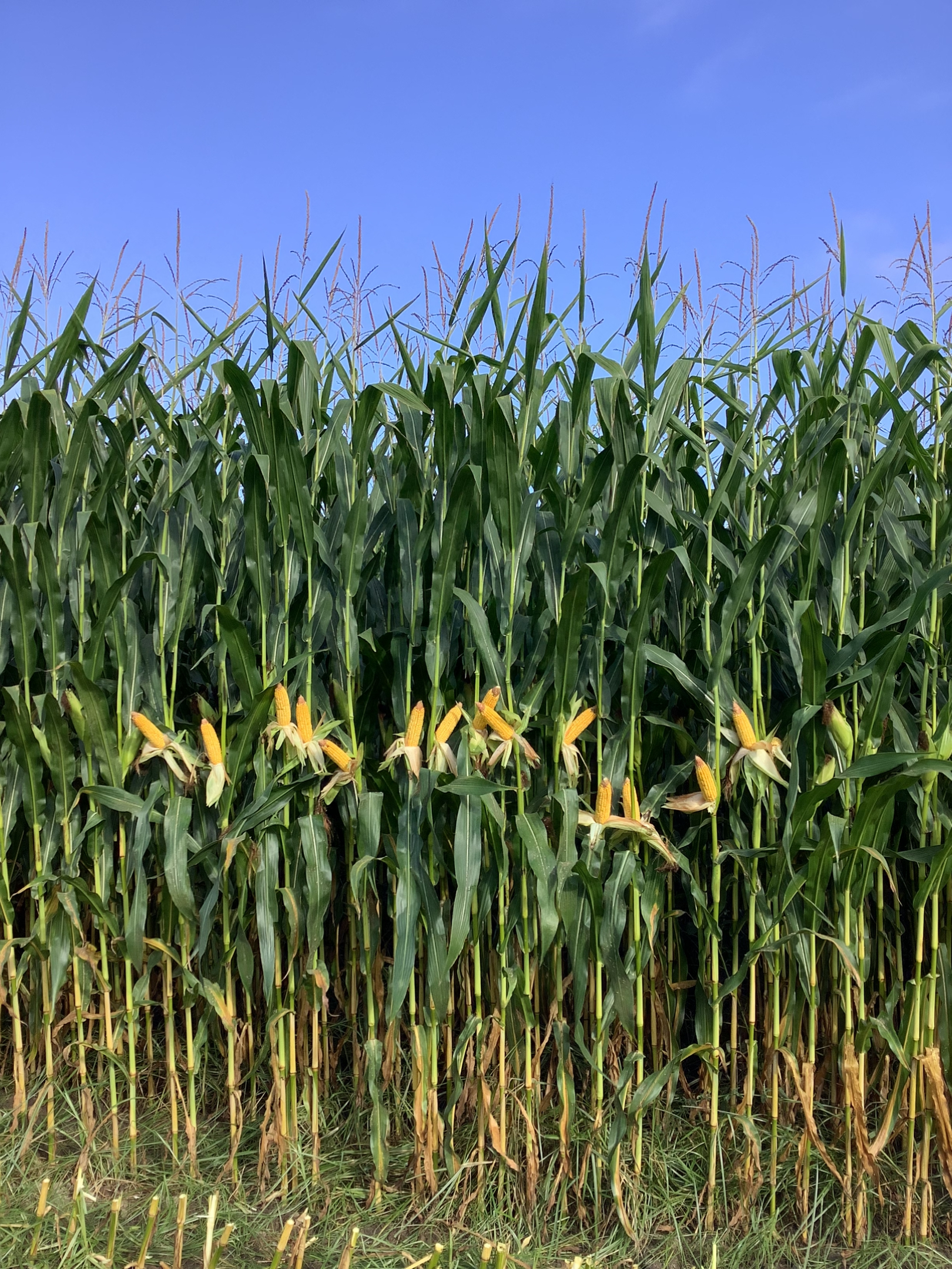 Skagit County Corn Plot Day