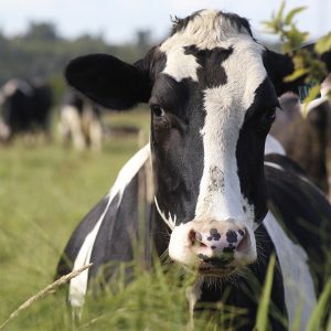 Youth Day - Raising Healthy Animals