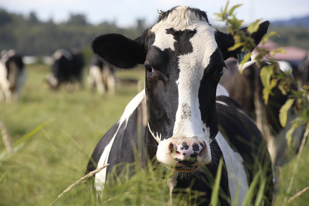 Youth Day - Raising Healthy Animals