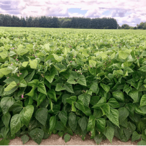 Ask a Master Gardener