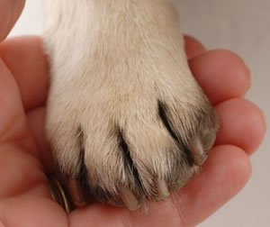 Trimming Your Dog's Nails - Skagit Farmers Supply